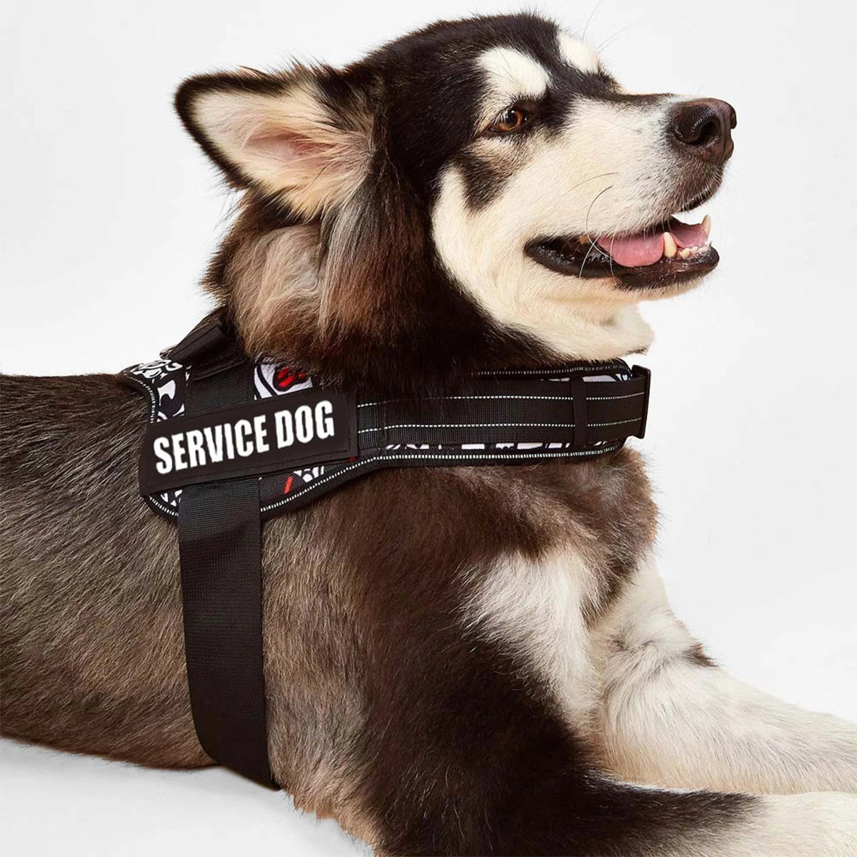 2 יח' תגי סקוץ' לכלב